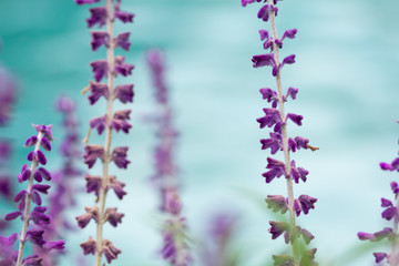 Obraz premium Close-up of lavender flowers in blossom against turquoise background. Soft focus