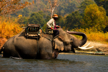Elephant mahout ride an elephent In the river, For welcoming tourists in Thailand.