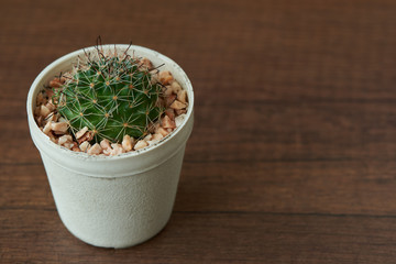 View of beautiful discocactus in the pot