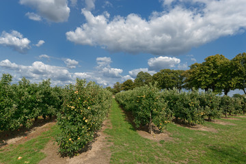 Fototapeta na wymiar Apfelplantage am Niederrhein