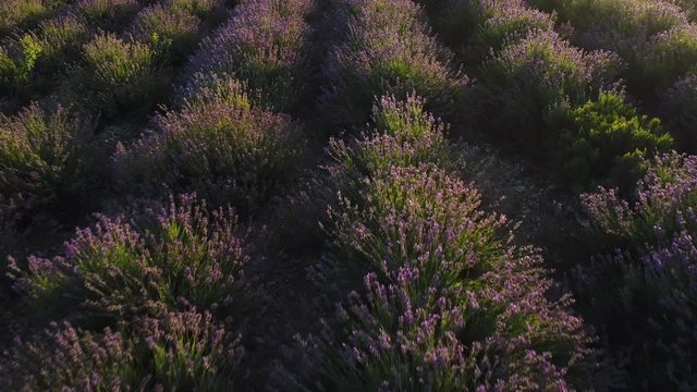 Aerial view of rows of purple lavender in blooming field during sunset, floral background. Shot. Breathtaking lilac flowers growing on the furrows of big beautiful field.
