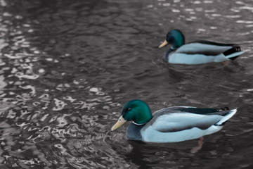 Patos en el lago