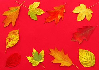 multi colored autumn leaves on red background