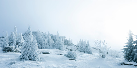 Zauberhafte Winterlandschaft mit verschneiten Tannenbäumen