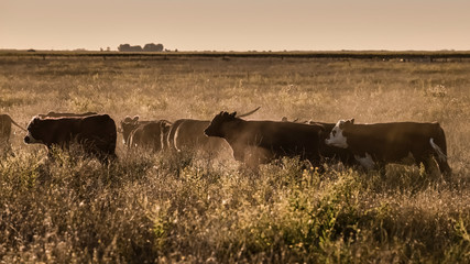 Argentine meat production,cows fed on natural grass.