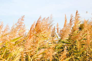 cane against blue sky