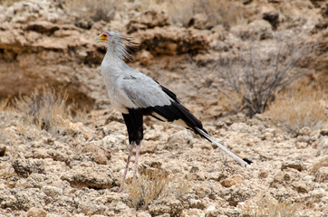 Messager sagittaire, Serpentaire,.Sagittarius serpentarius, Secretarybird, Afrique