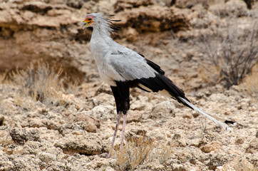 Messager sagittaire, Serpentaire,.Sagittarius serpentarius, Secretarybird, Afrique