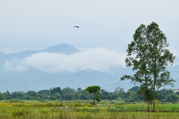 Beautiful landscape with mountain view.