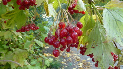 bunch of grapes on vine