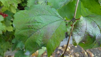 green leaf with drops of water