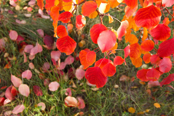 Obraz premium Pear leaves colored in autumn colors.Red leaves on a fruit tree.