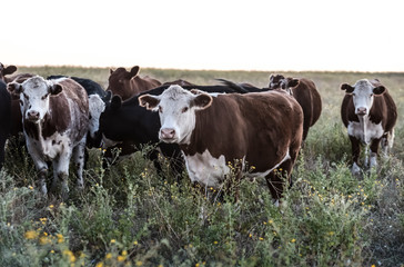 Fototapeta premium Argentine meat production,cows fed on natural grass.