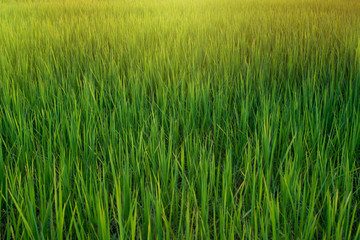 Green rice fields in the evening fields.