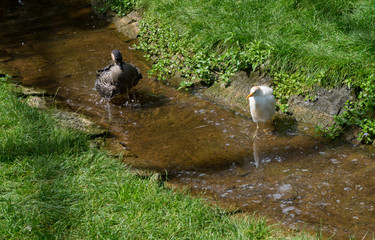 White bird and black bird in water