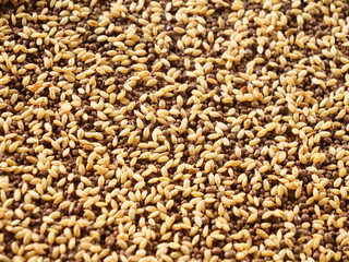 Rice planting-Seed rice before rice planting