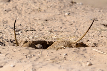 Suricate, Suricata suricatta, Parc national Kalahari, Afrique du Sud