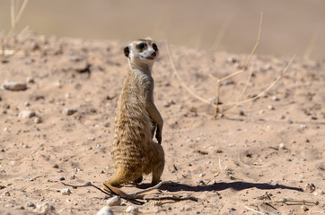 Fototapeta premium Suricate, Suricata suricatta, Parc national Kalahari, Afrique du Sud