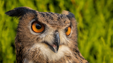 Eurasian Eagle Owl close up portrait against a green foliage background