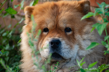 Fototapeta na wymiar The portrait of a dog breed chow chow.