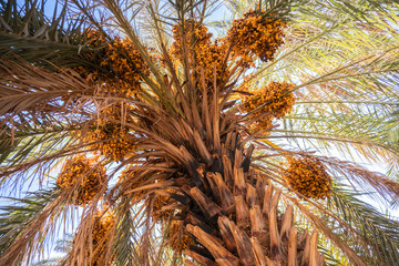 Palm Tree with date fruits bottom view
