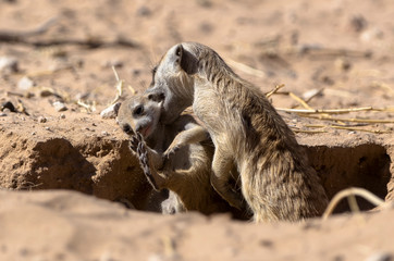 Obraz premium Suricate, Suricata suricatta, Parc national Kalahari, Afrique du Sud