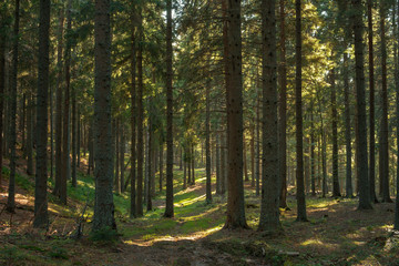 Obraz premium Pine forest in autumn with sunrays on the ground