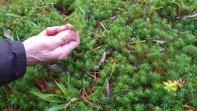 Dew and moss. Moss in the forest.
