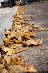 autumn leaves on ground