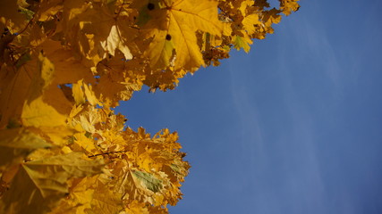  bottom-up view of many yellow maple leaves