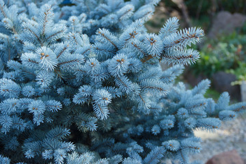 blue spruce for Christmas. The branches of the blue spruce close-up. New Year tree. Christmas tree - obrazy, fototapety, plakaty