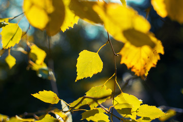 Birch leaf close up against a blurred background
