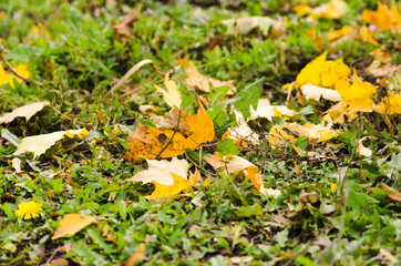 fallen maple leaves on the ground