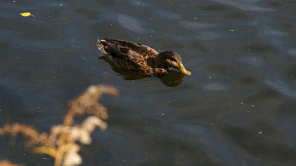duck drinking water on the pond