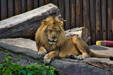 LION or PANTHERA LEO is the king. Resting on his pride rock. Beautiful example of power. Lord of the jungle. leader. isolated and profile portrait