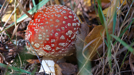  fly agaric among grass and leaves