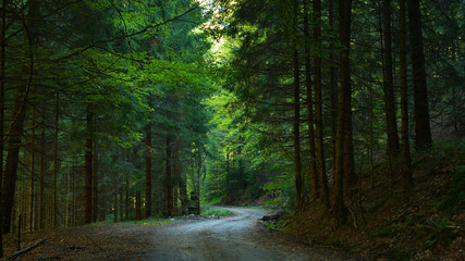 Road in fir forest in early Autumn