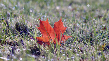 red maple leaf in the grass