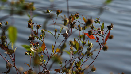 plants on the background of the pond