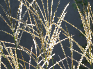 Miscanthus in the home garden, in the sun. Beautiful ornamental plant. Autumn background.