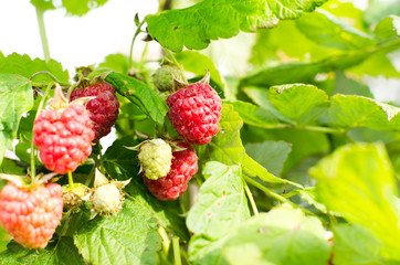 raspberries hanging on a bush