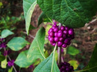 Wild Berries