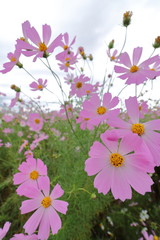 Cosmon flower in Okayama,Japan