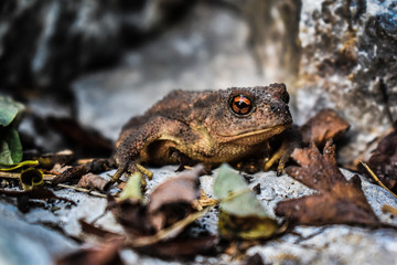 Common toad in wildlife, between tree leaves