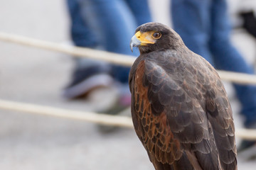 Beautiful black hawk on a perch on display at a medieval reenactment festival