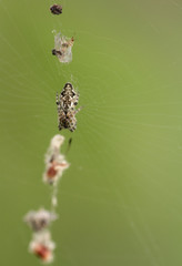 Cyclosa conica