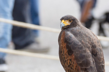 Beautiful black hawk on a perch on display at a medieval reenactment festival