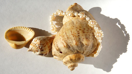 three seashells and a string of pearls in the sunlight