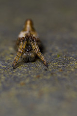 Cyclosa conica - male