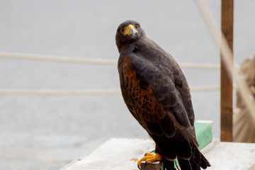 Beautiful black hawk on a perch on display at a medieval reenactment festival